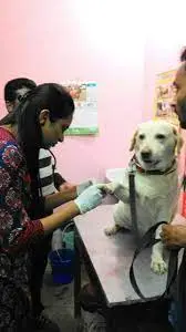 Lakesyde Veterinary Clinic & Laser Surgery Centre